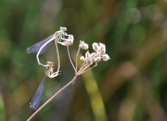 Platycnemis