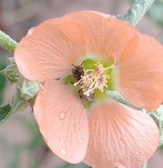 Macroteropsis
