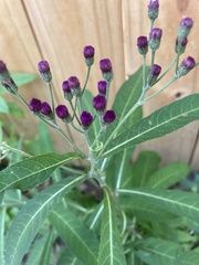 Vernonia noveboracensis