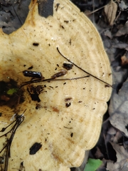 Lactarius psammicola