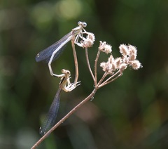 Platycnemis