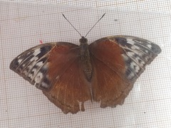 Bebearia brunhilda