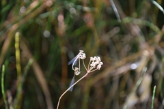 Platycnemis