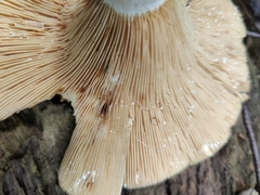 Lactarius psammicola