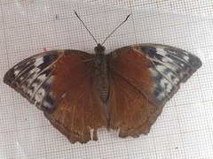 Bebearia brunhilda