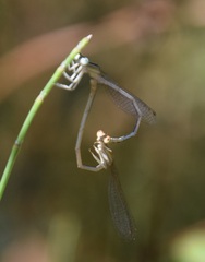 Platycnemis