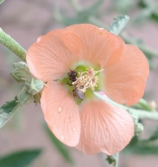 Macroteropsis