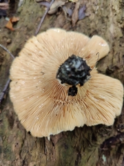 Lactarius psammicola