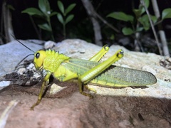 Tropidacris cristata