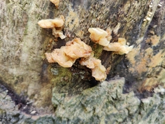 Ductifera pululahuana