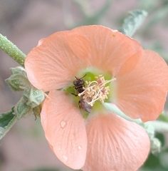 Macroteropsis