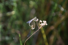 Platycnemis