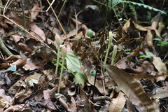 Scadoxus multiflorus