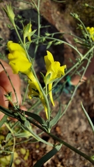 Linaria genistifolia