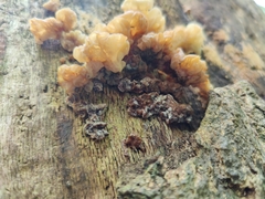 Ductifera pululahuana