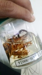 Centruroides fulvipes