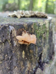 Ductifera pululahuana