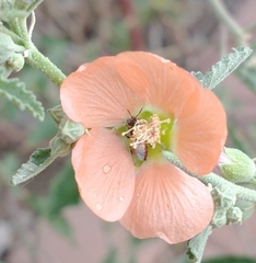 Macroteropsis