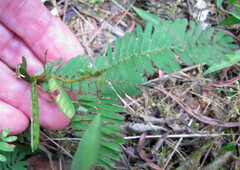 Chamaecrista