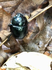 Anoplotrupes