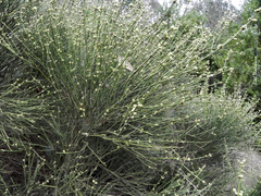 Retanilla ephedra