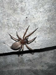 Scotophaeus blackwalli