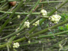 Retanilla ephedra