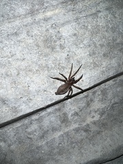 Scotophaeus blackwalli