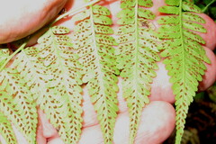 Athyrium angustum