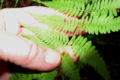 Athyrium angustum