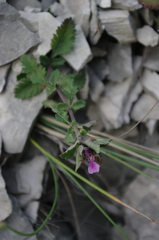 Teucrium scordium