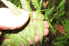 Athyrium angustum