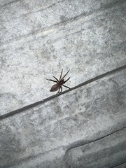 Scotophaeus blackwalli