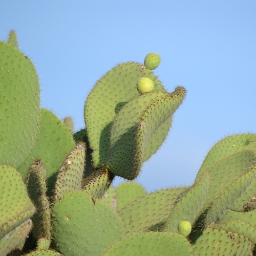 Image of Opuntia leucotricha by (c) Mauricio Calderón, some rights reserved (CC BY)