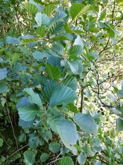 Alnus glutinosa