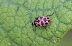 Coleomegilla maculata