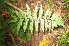Athyrium