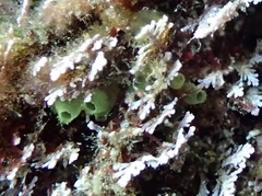 Ecteinascidia herdmani