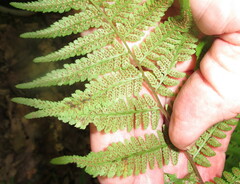 Athyrium