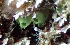 Ecteinascidia herdmani