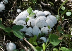 Lycoperdon curtisii