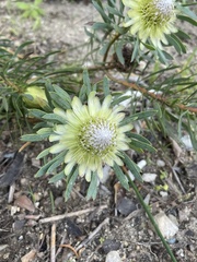 Protea scolymocephala