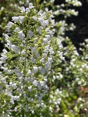 Clinopodium nepeta