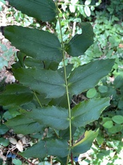 Berberis nervosa