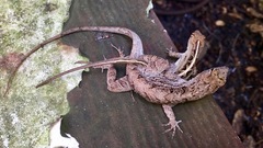 Anolis sagrei