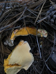 Albatrellus