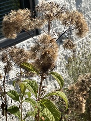 Eutrochium purpureum