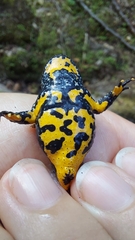 Bombina variegata