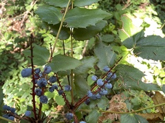 Berberis nervosa