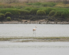 Phoenicopterus roseus